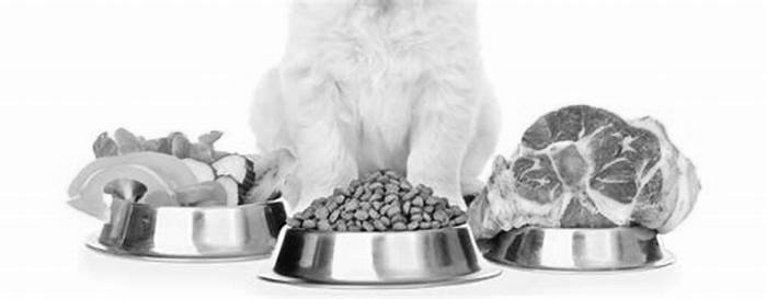 Wagging Wellness The Benefits of Organic Canine Diets