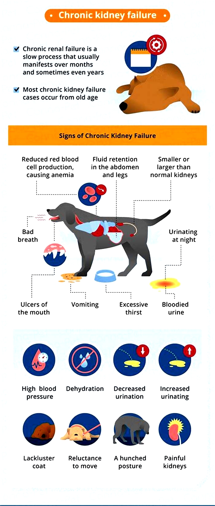 What are signs of kidney disease in dogs?