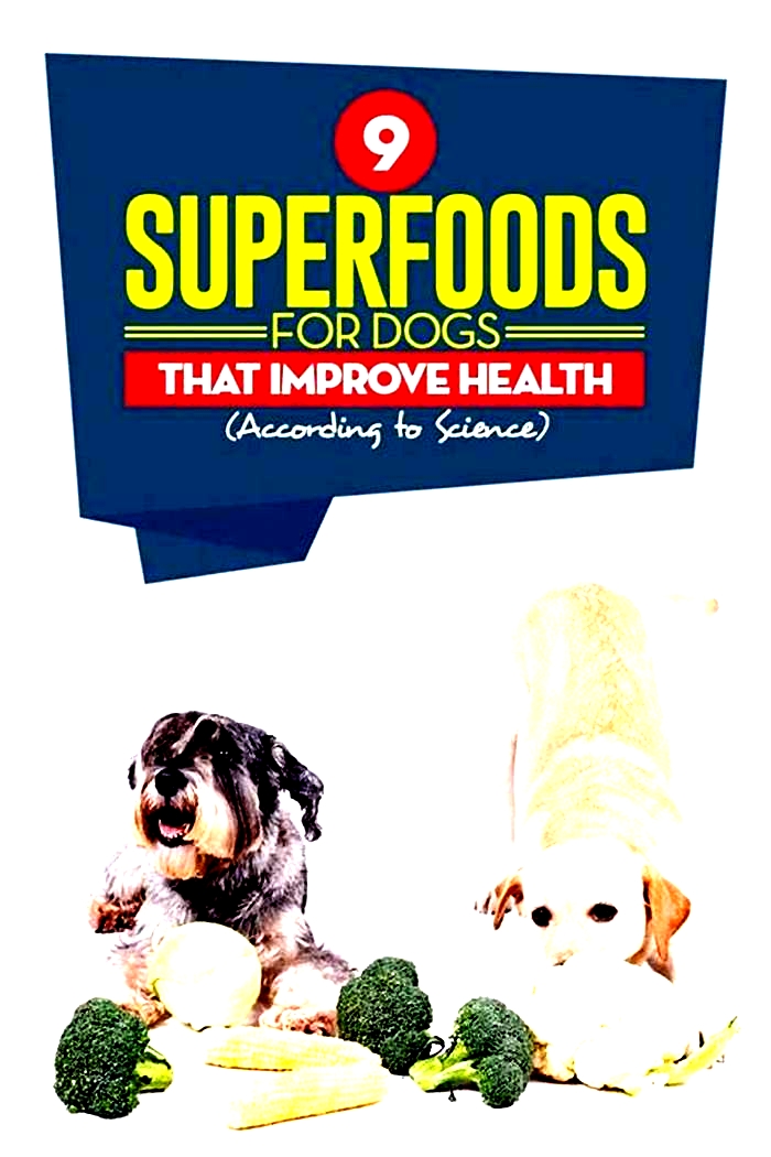 What are the best superfoods for dogs?