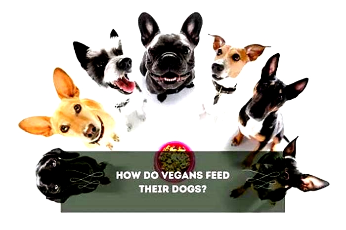 What do vegans feed their dogs with?