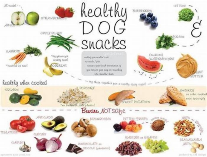 What food do all dogs love?