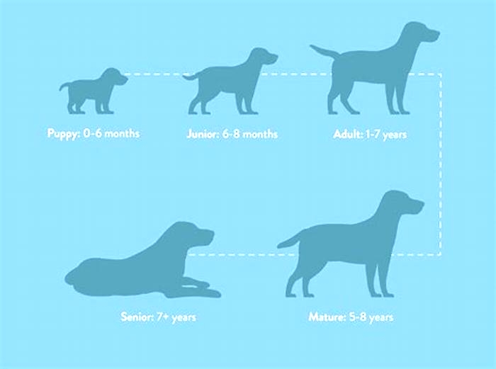 What food increases a dog s lifespan