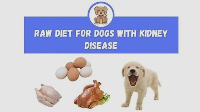 What foods are hard on dog kidneys