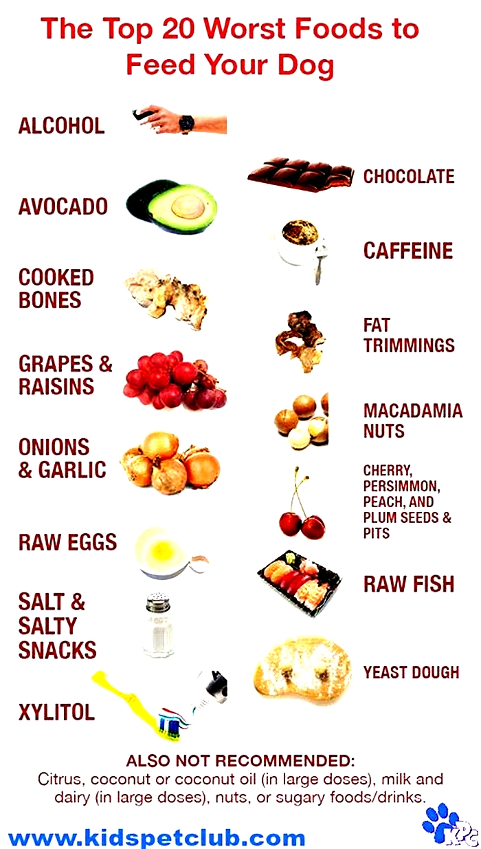 What foods should I avoid with dogs