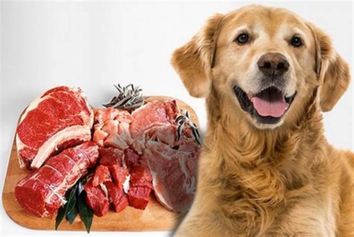 What is the best meat for dogs?