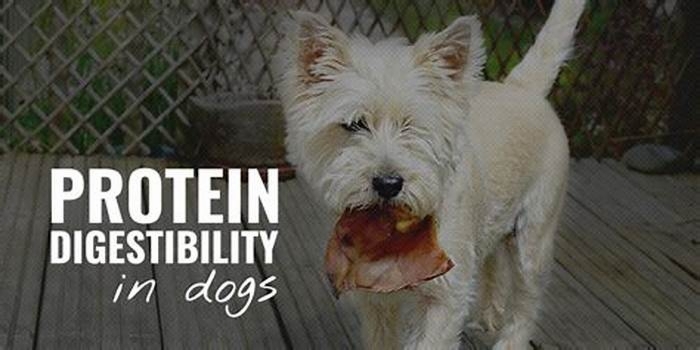 What is the easiest protein for dogs to digest?