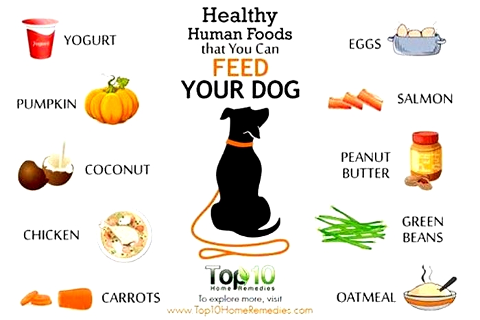 What is the healthiest thing to feed your dog?