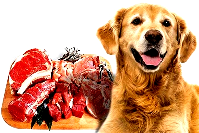 What meat is best for dogs?