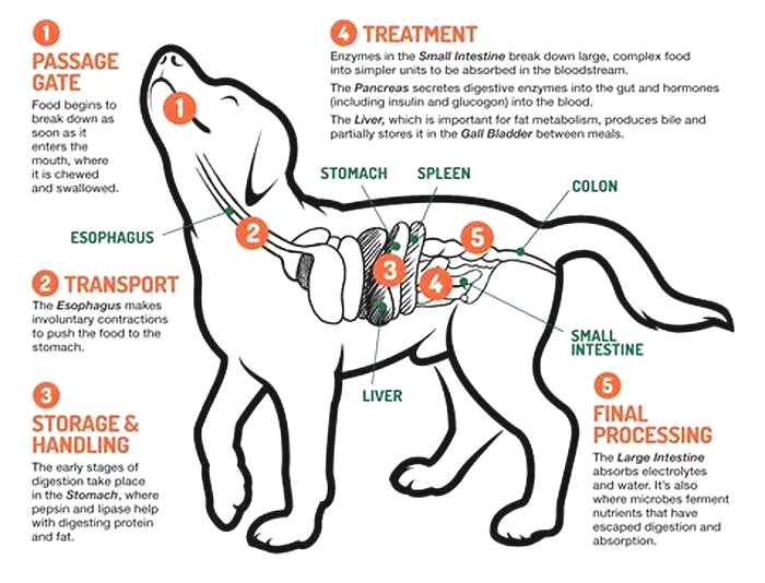 What meat is easiest for dogs to digest