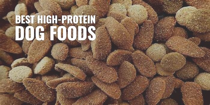 What raw protein is best for dogs?