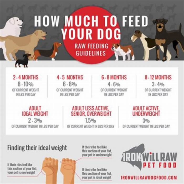 When should I start raw feeding my dog