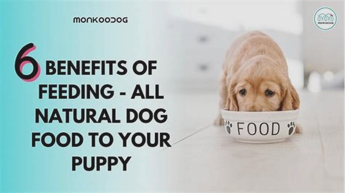 Wholesome Woofs The Health Benefits of Feeding Your Dog Organic Food