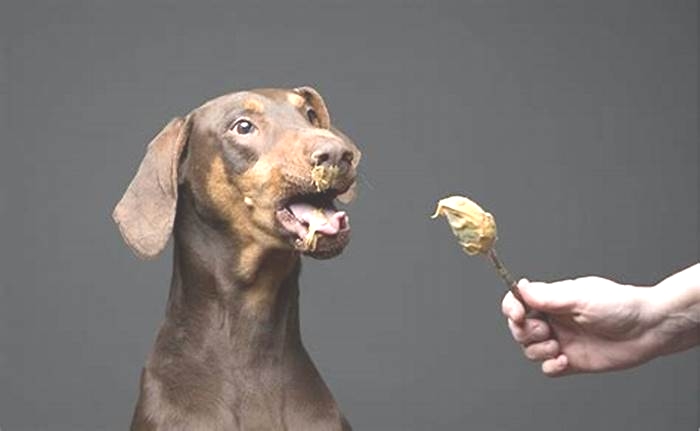 Why can't dogs eat peanut butter?