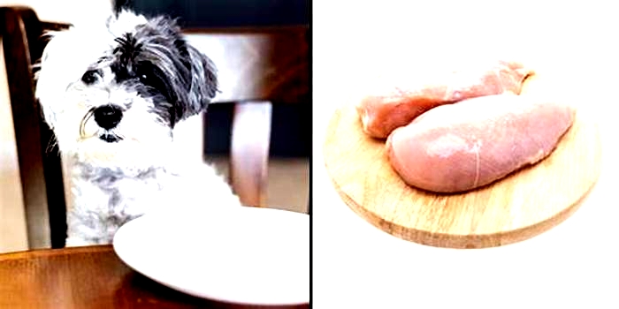 Why can t dogs eat raw chicken