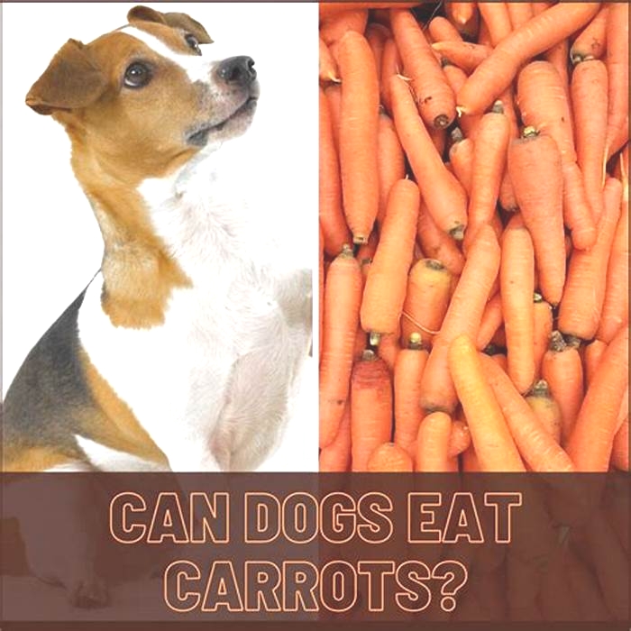 Why can't dogs have cooked carrots?