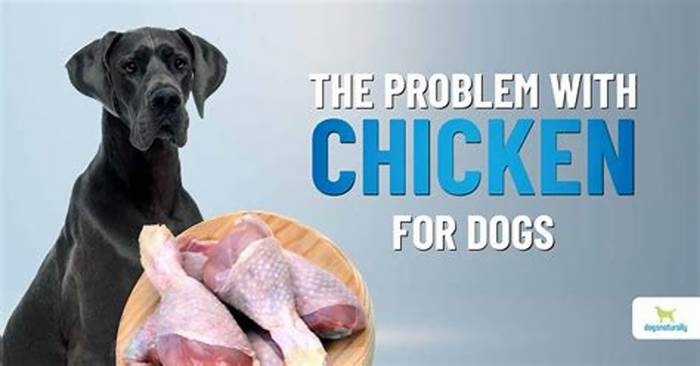 Why chicken is not good for dogs