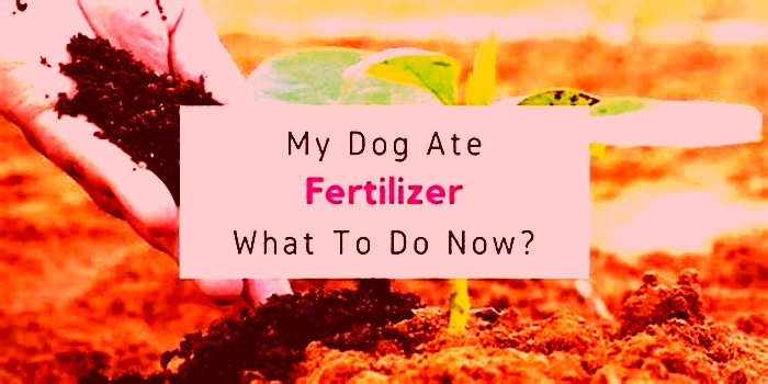 Why do dogs eat organic fertilizer?