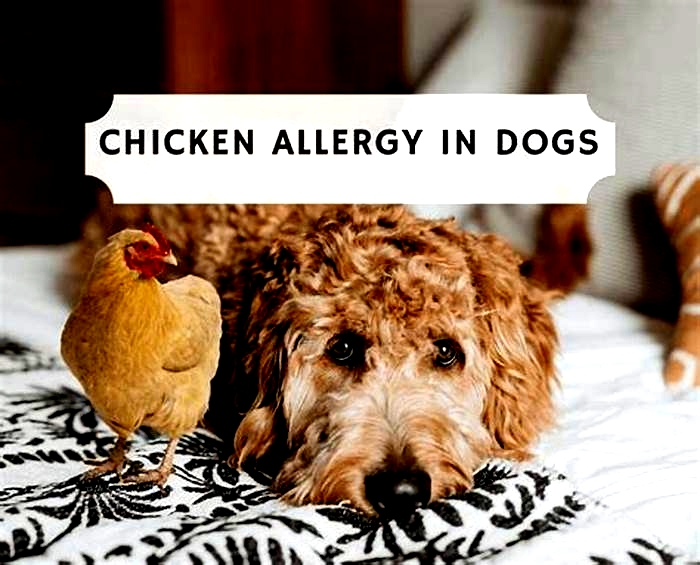 Why is chicken bad for dogs?