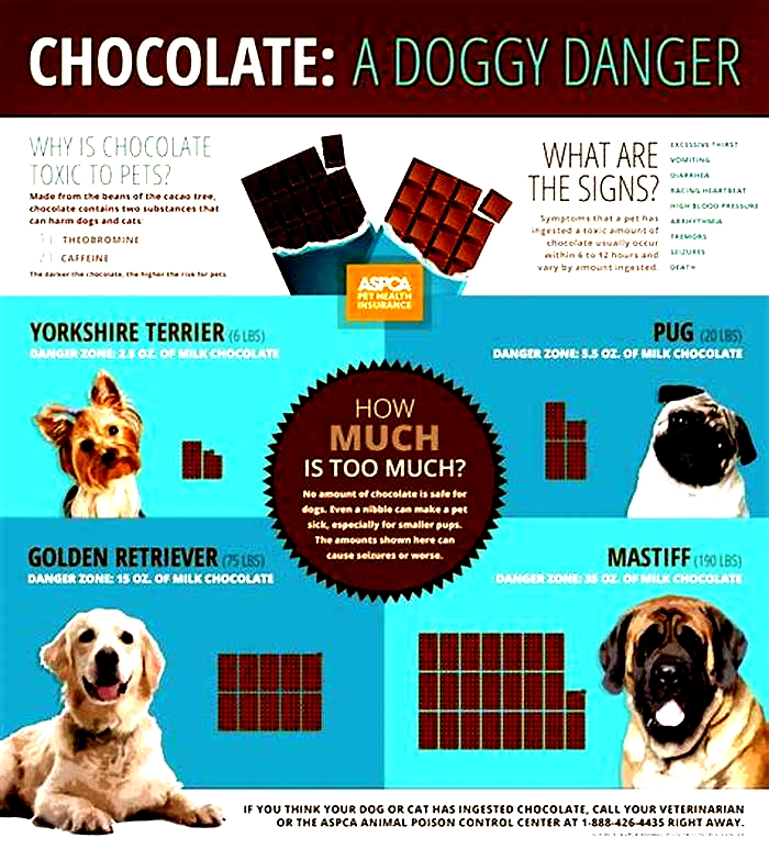 Why is chocolate bad for dogs