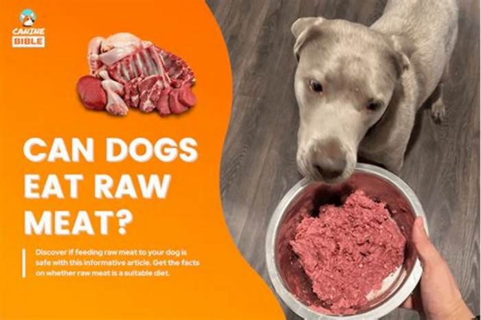 Why raw meat is bad for dogs?